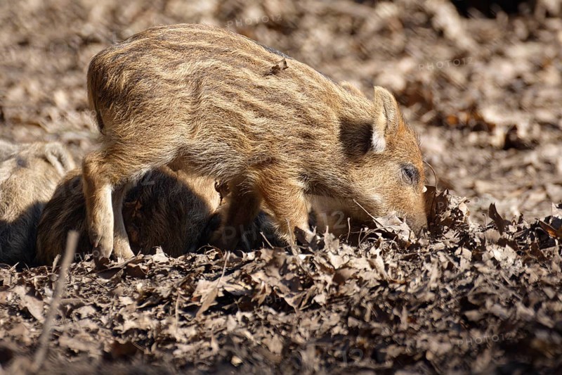 Wild boar