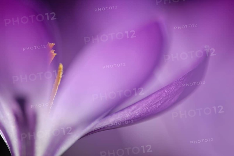 Woodland crocus
