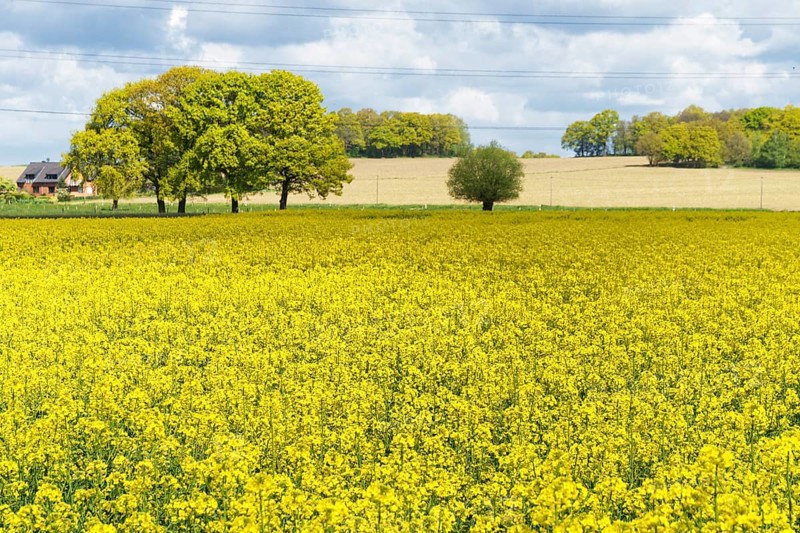 Field with Rape