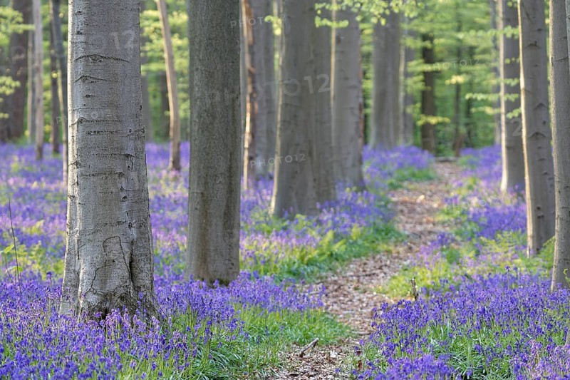 Common bluebells