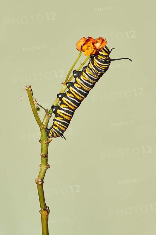 Caterpillar of the monarch butterfly