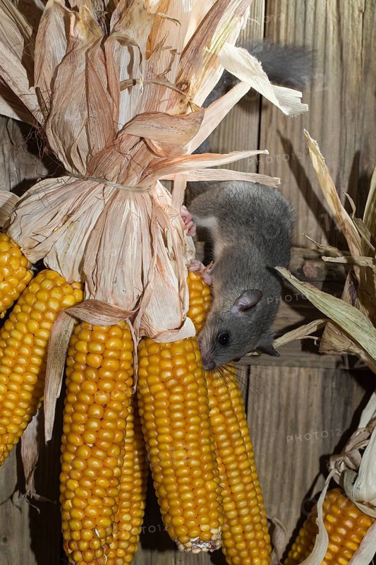 Fat Dormouse