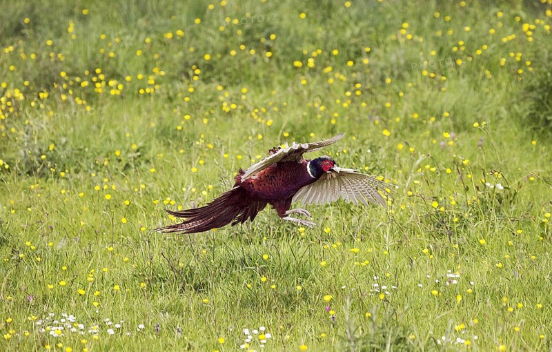Common Pheasant