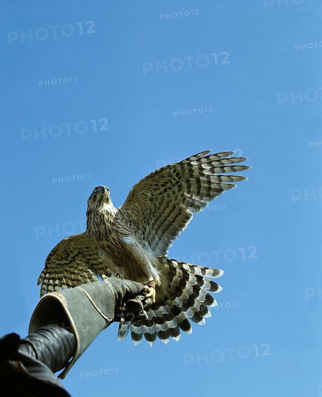 Falconner with Goshawk