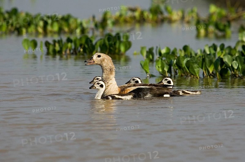 Orinoco goose