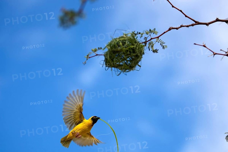 Southern Masked Weaver