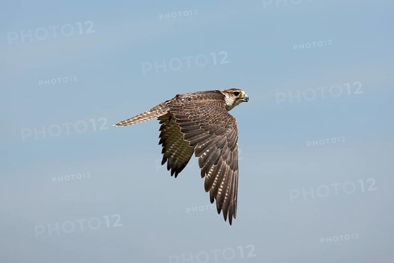 Saker falcon