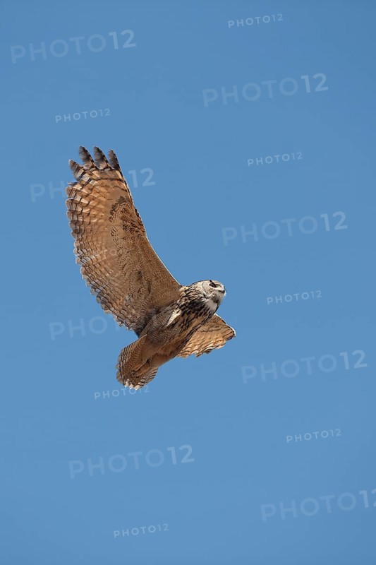 Cape Eagle Owl