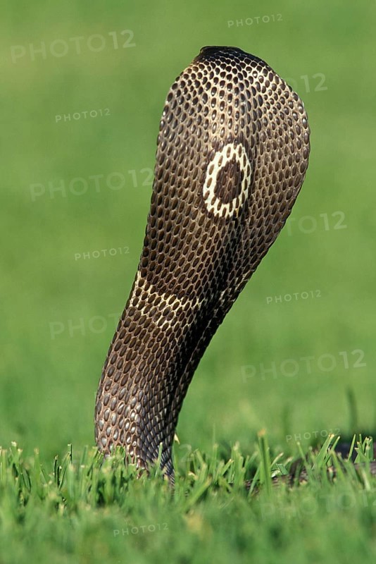 INDIAN COBRA