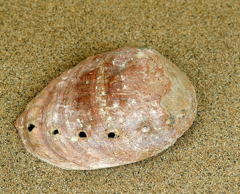 Ormer or abalone or auris maris