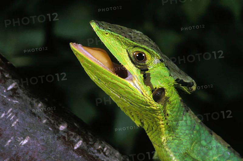 Casqued iguana