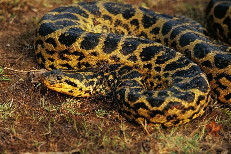 Green common anaconda