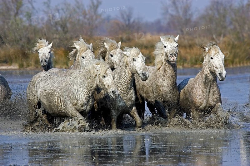 CAMARGUE HORSE
