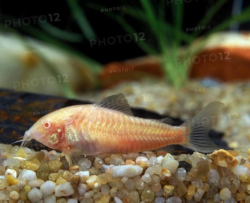 Marbled Cory