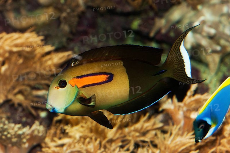 Orange spotted surgeonfish