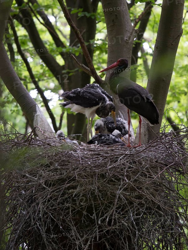 Black Stork
