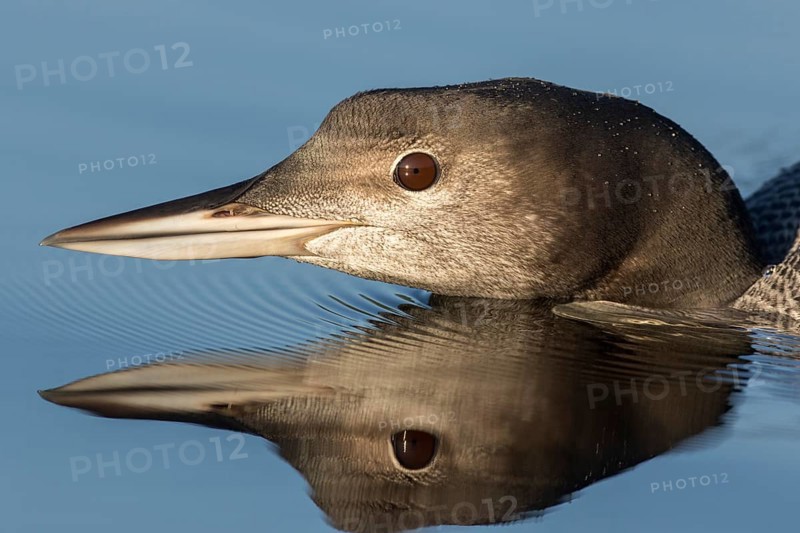 Great Northern Loon