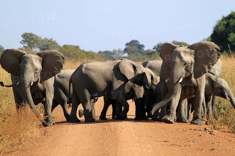 African elephants