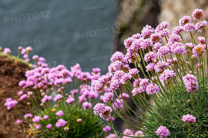 Sea pink