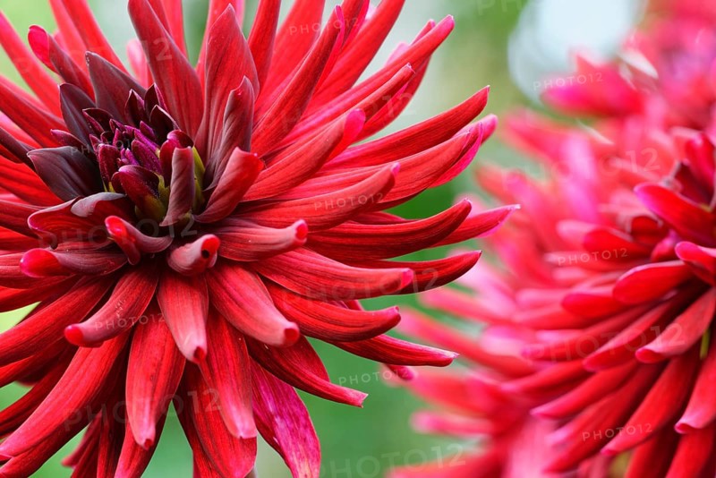 Dahlia