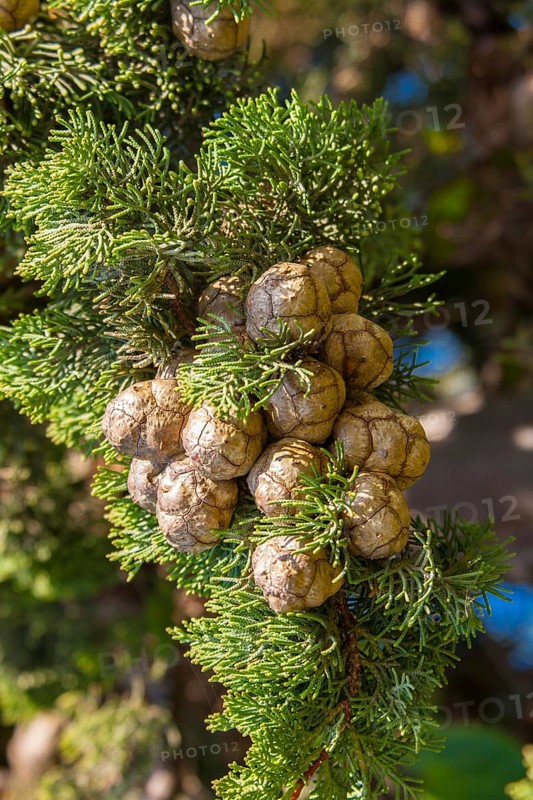 Column cypress