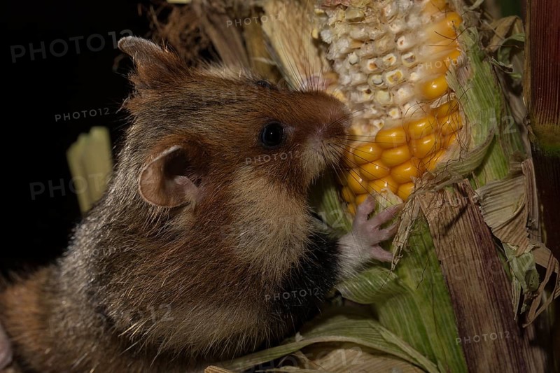 European Hamster