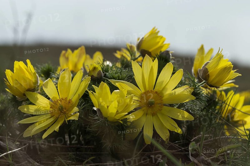 Spring pheasant's eye