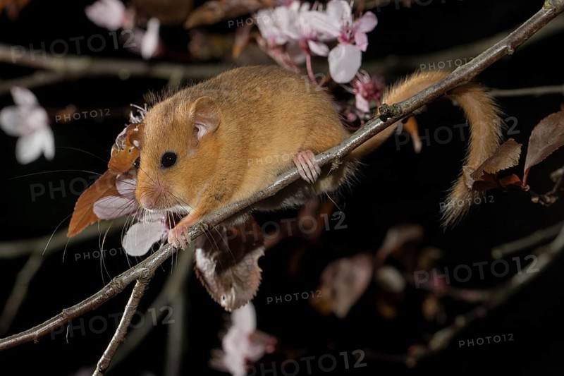 Hazel Dormouse