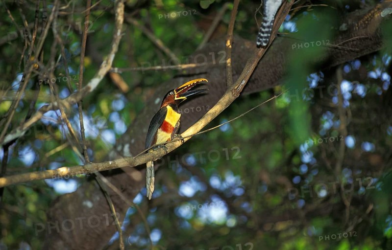 Chestnut Eared Aracari