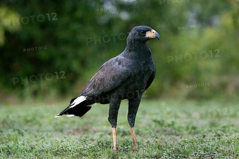 GREAT BLACK HABIT