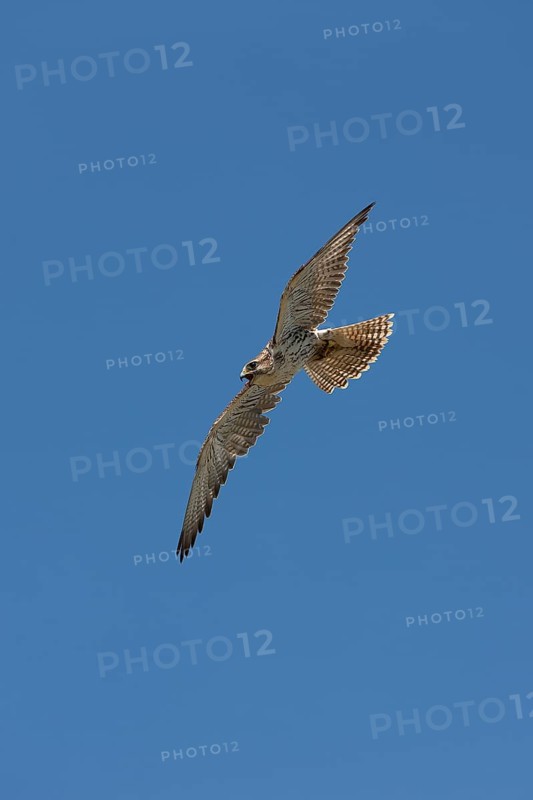 Saker falcon