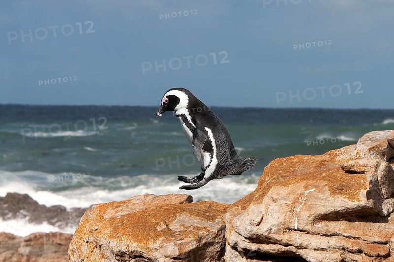 Gentoo penguin or African penguin