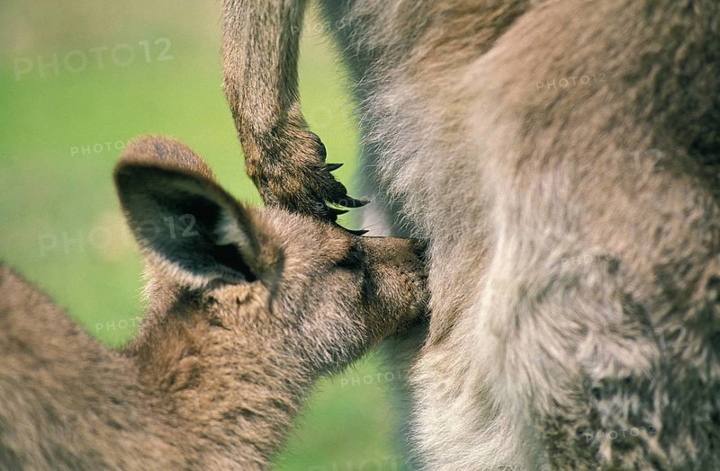 Eastern grey kangaroo