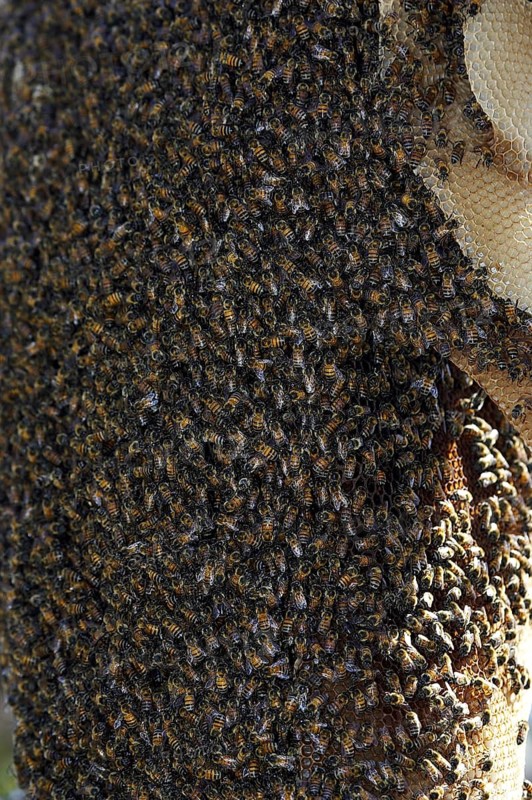 Wild bee swarm