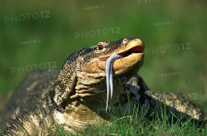 Water Monitor