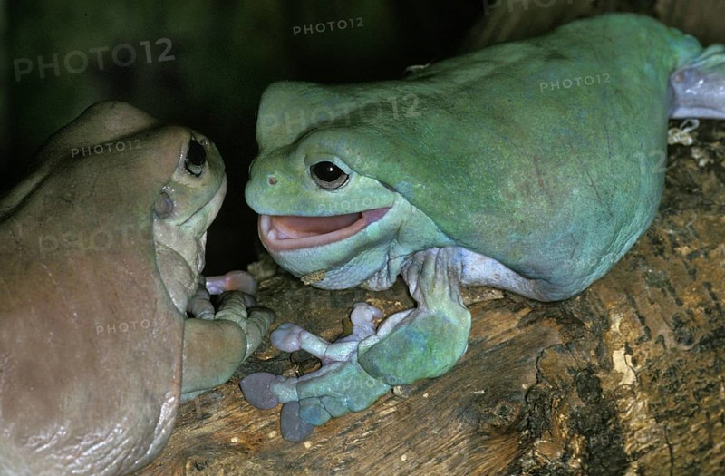 WHITE Australian green tree frog