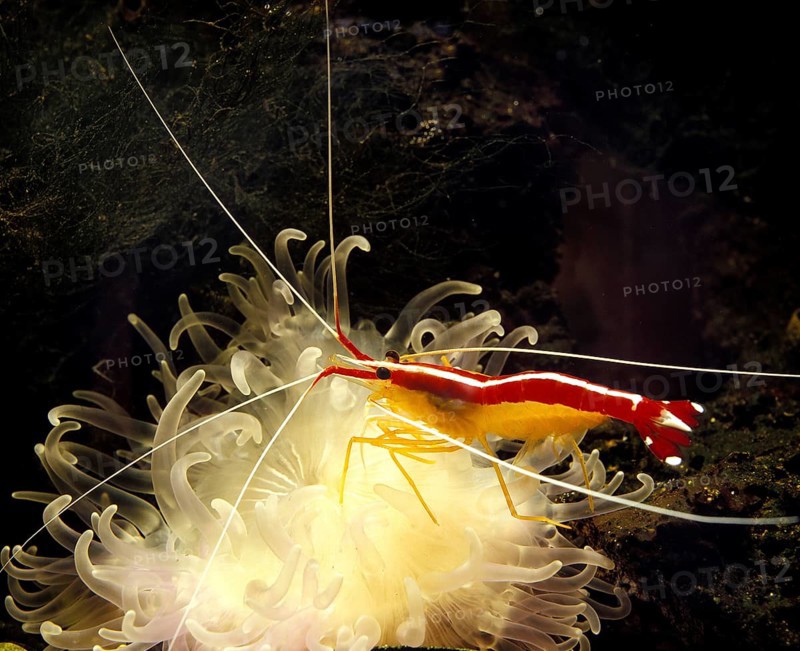Shrimp
