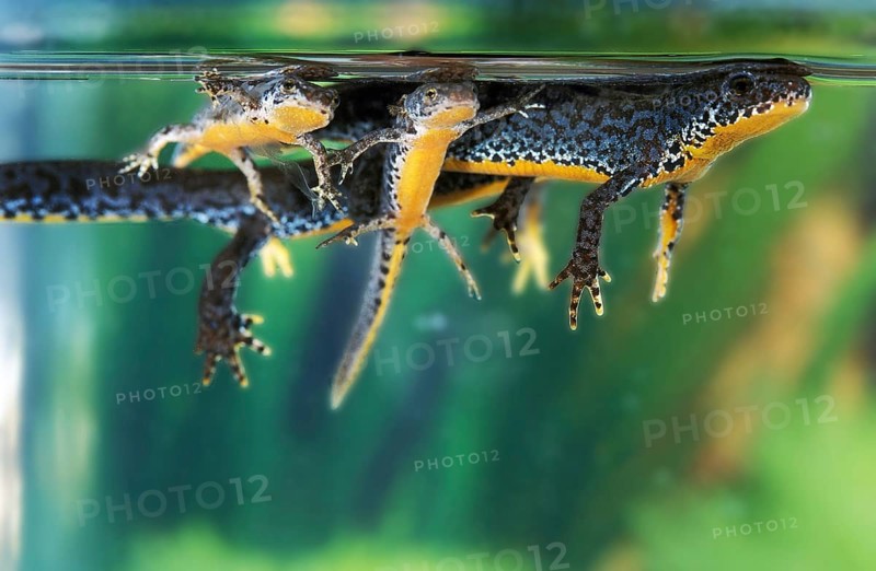 ALPINE Alpine newt