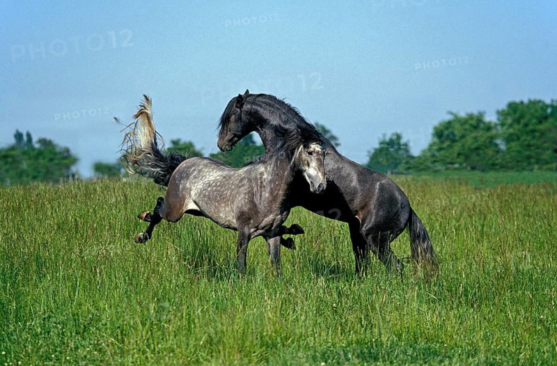 Lusitano stallion