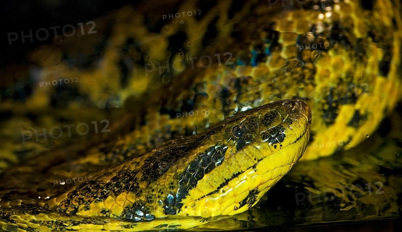 YELLOW ANACONDA