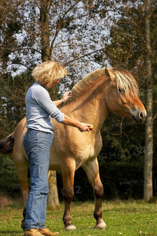 NORWEGIAN FJORD HORSE