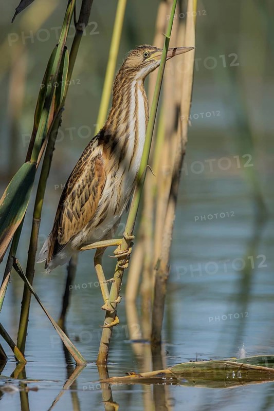 Little bittern