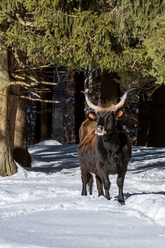 Heck cattle