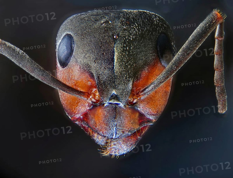 Red ant