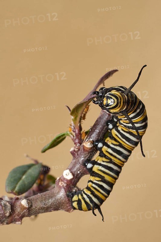 Caterpillar of the monarch butterfly