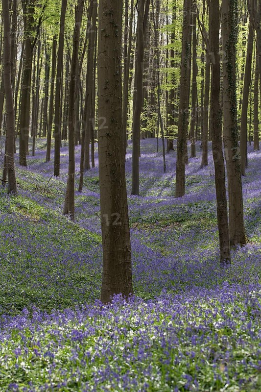 Bluebells
