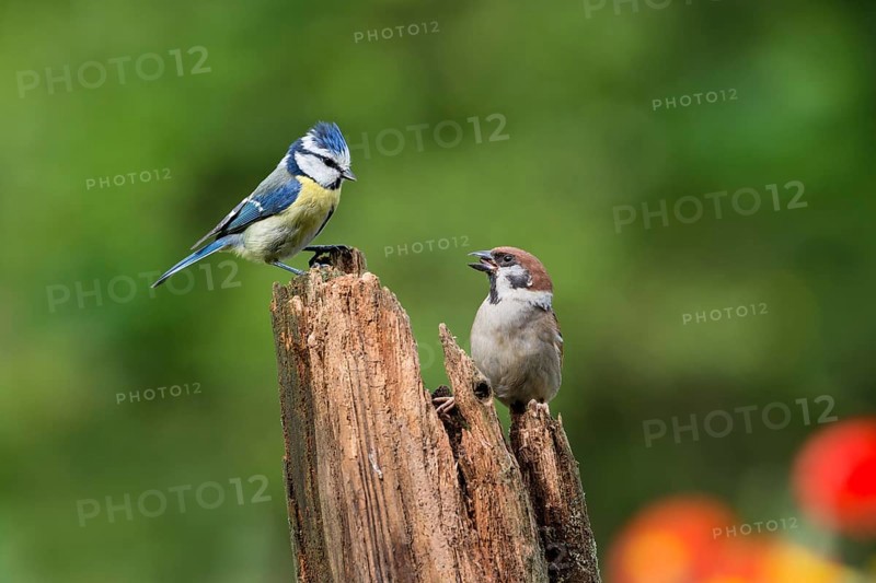 Blue tit