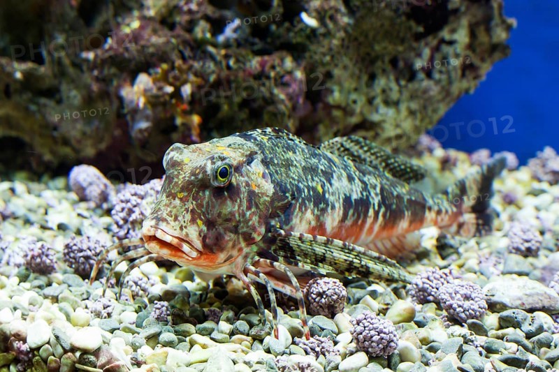 Striped sea cock