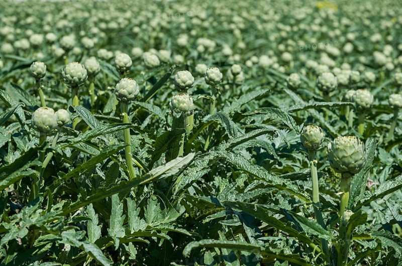 Artichokes
