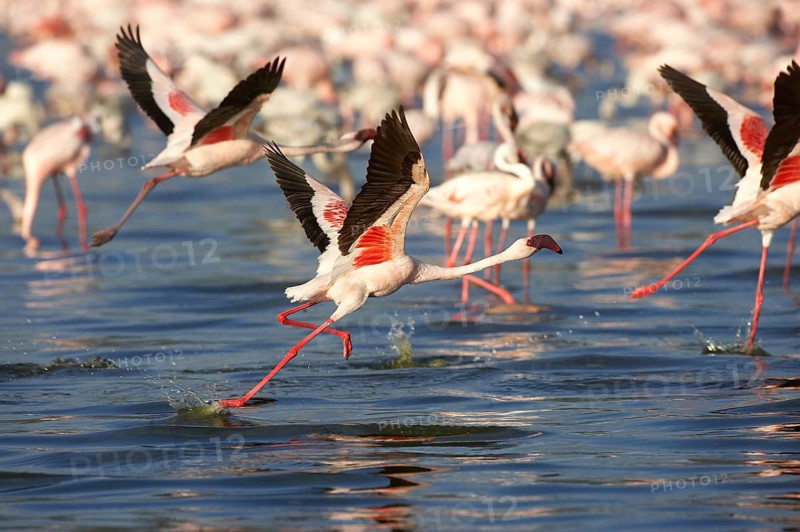 Lesser Flamingo